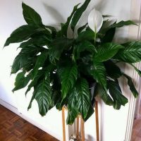 Feng Shui Flowers in Bedroom