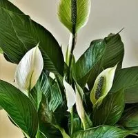 Peace Lily Feng Shui Meaning