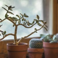 Feng Shui Home Plants