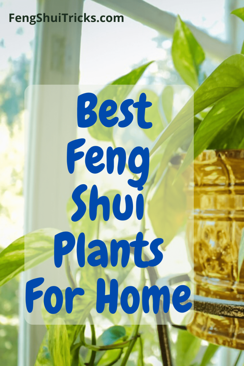 Exclusive [21] Feng Shui Home Plants To Energies Your Space