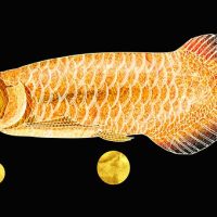 Arowana fish in Feng Shui