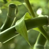 Pruning Bamboo Plants