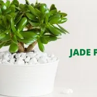 Feng Shui Jade Plant meaning