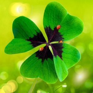 What Is The Four Leaf Clover Spiritual Meaning In Feng Shui