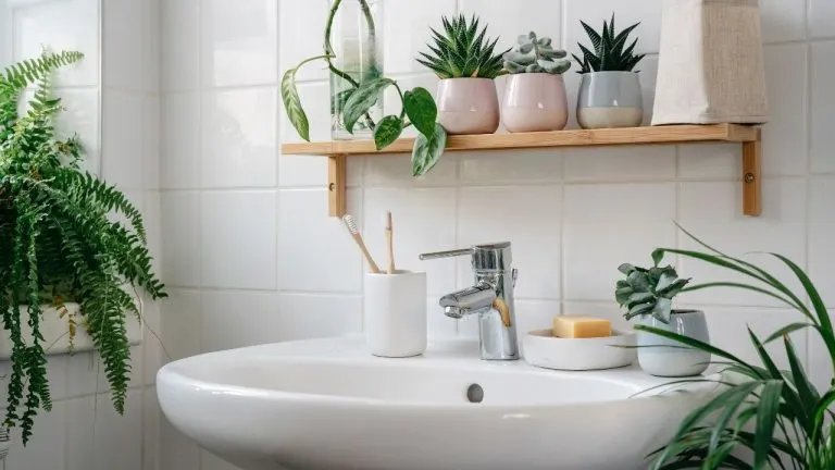 Feng Shui Bathroom Plants Feng Shui Bathroom Plants