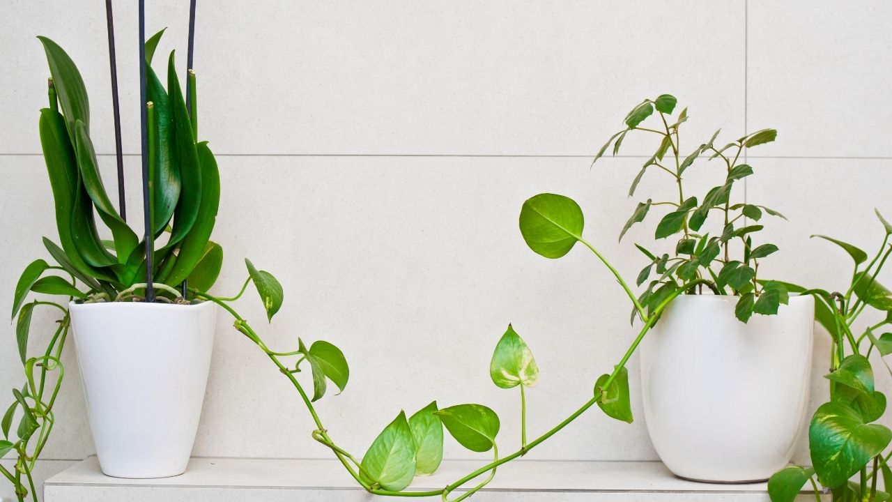 11 Feng Shui Bathroom Plants For Positivity, Health + Wealth