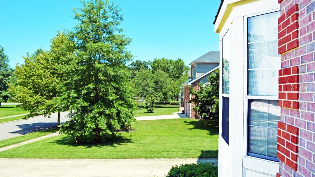 11 Auspicious Trees In Feng Shui For Front Door Good Luck