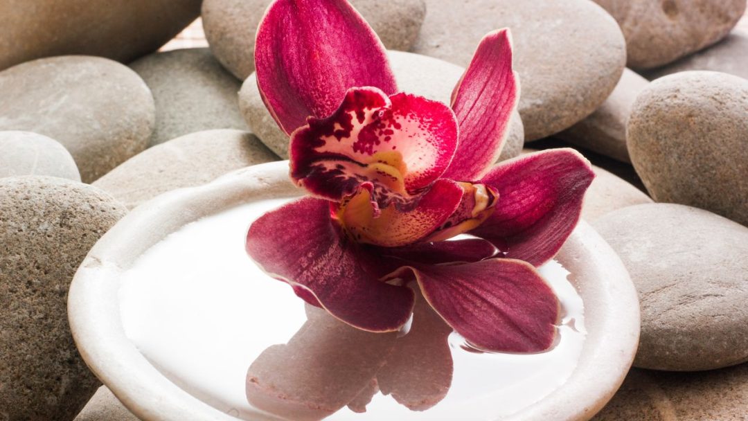 Orchid Feng Shui Meaning, Use, And 11 Placement Tips
