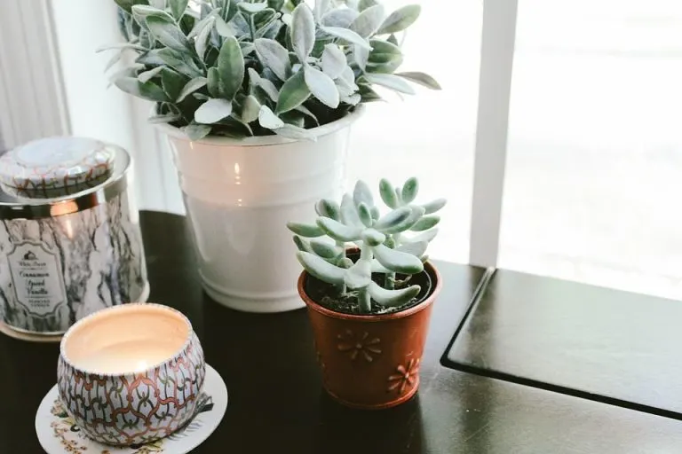 Best Feng Shui Plants For Office