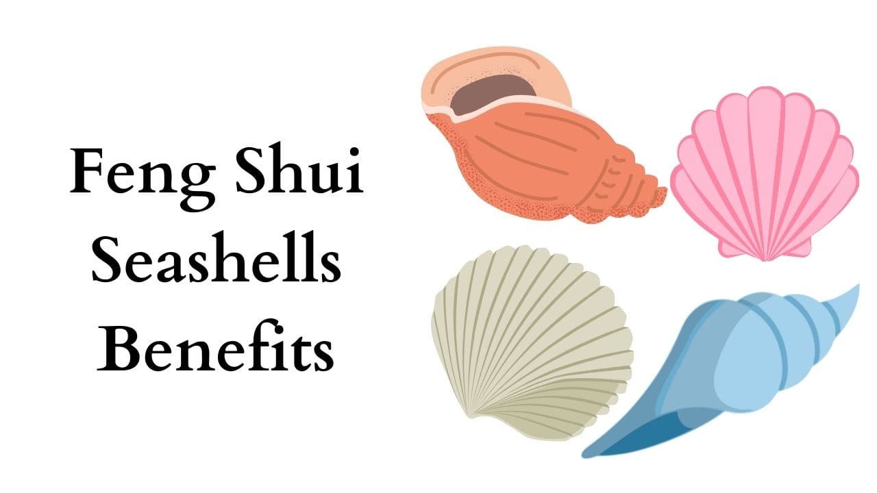 Feng Shui Seashells Meaning + Placement Tips For Good Luck