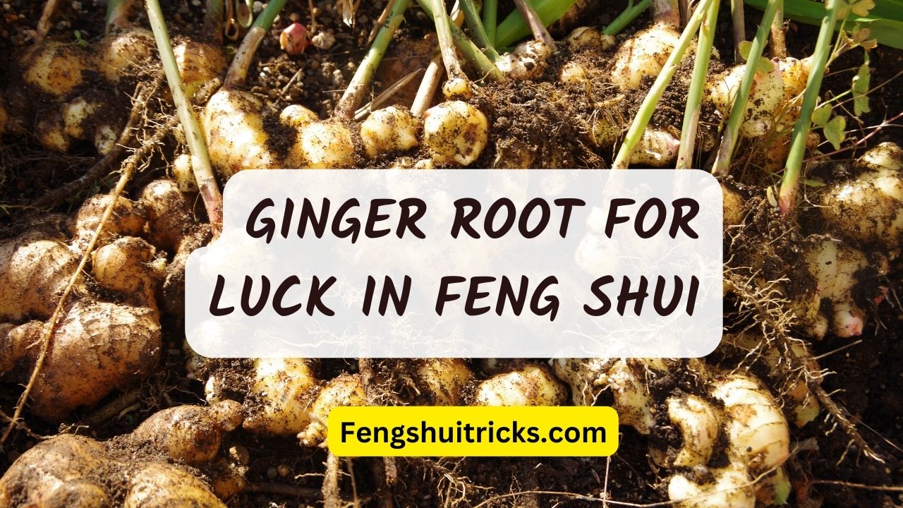 13 Ways To Use Ginger For Good Luck + Money In Feng Shui