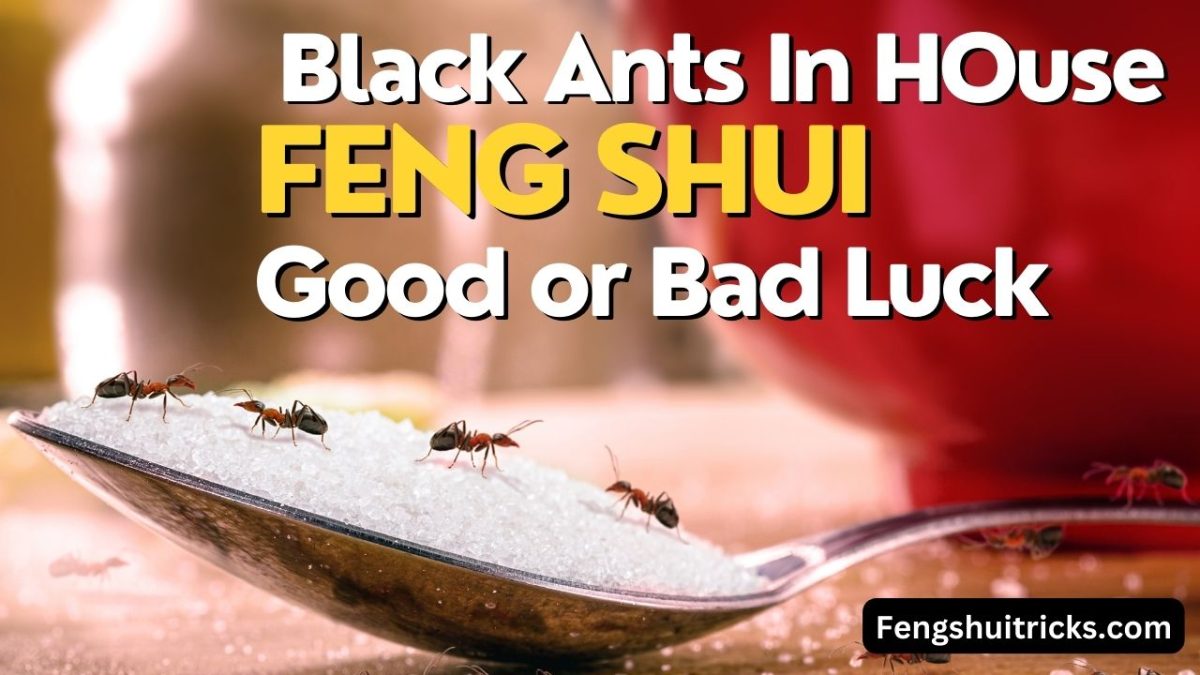 Black Ants In Your House: Good OR Bad Luck (Myth Busted)