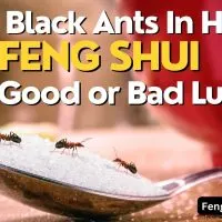 Black Ants in Your House? Good or bad sign